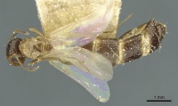 Camponotus pylorus casent0911630 d 1 high.jpg