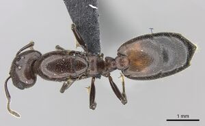 Crematogaster tricolor casent0120949 d 1 high.jpg