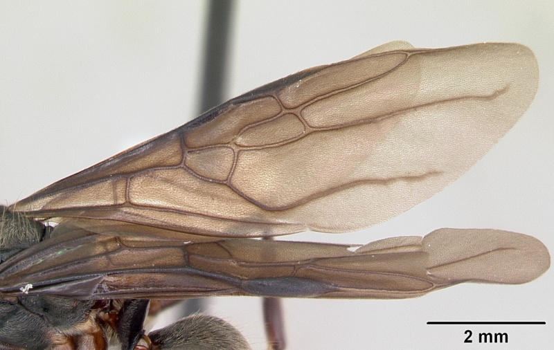 File:Dolichoderus bispinosus casent0173835 profile 2.jpg