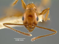 MCZ-ENT00020688 Pheidole jelskii-hef.jpg