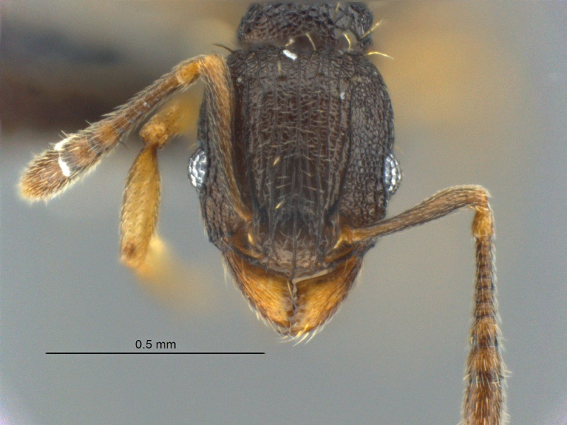 File:MCZ-ENT00512619 Tetramorium zambezium hef 11-5.jpg