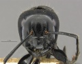 Mcz-ent00520092 Camponotus laevigatus hef.jpg