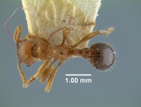 Myrmica bergi 20560 20560 had.jpg