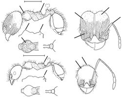 Pheidole alienata Wilson 2003.jpg