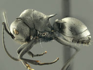 Polyrhachis-saevissima-HUMCZ001L.jpg