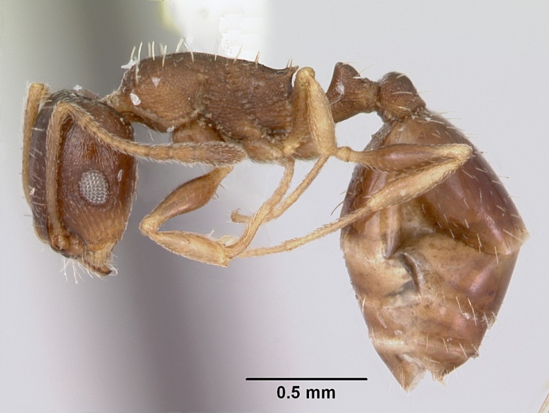 File:Temnothorax nevadensis casent0103389 profile 1.jpg