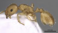 Temnothorax subtilis casent0906012 p 1 high.jpg