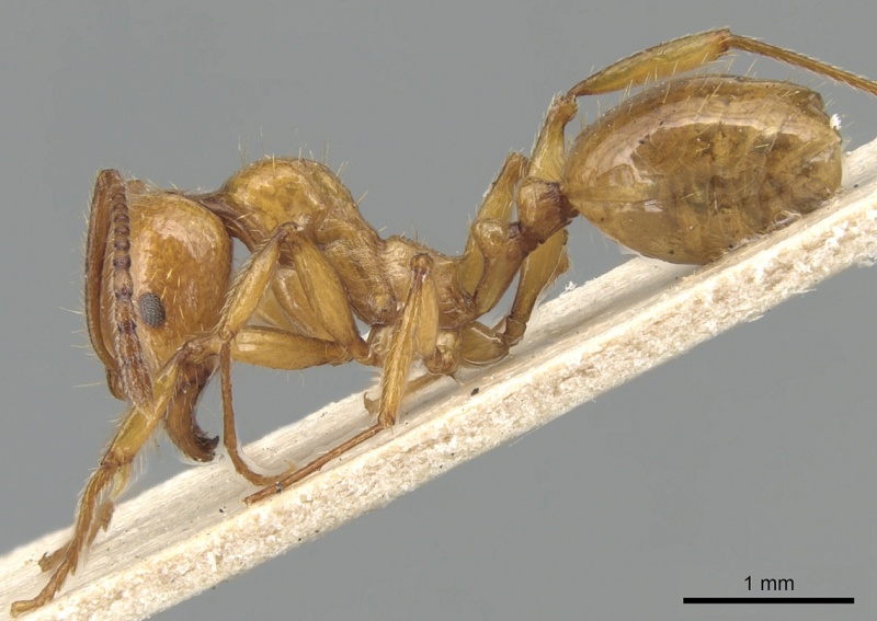 File:Aphaenogaster holtzi casent0904178 p 1 high.jpg