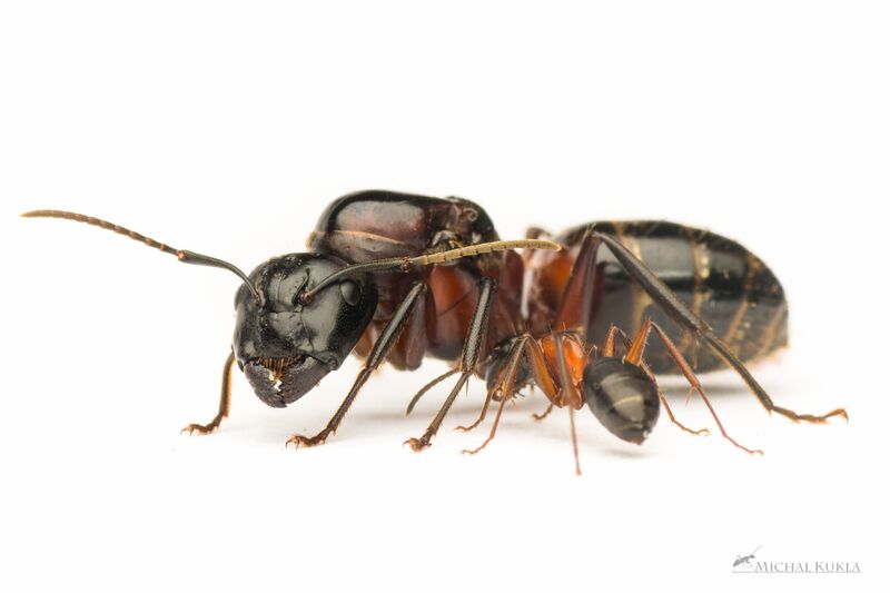 File:Camponotus ligniperda, queen, worker, Michal Kukla.JPG