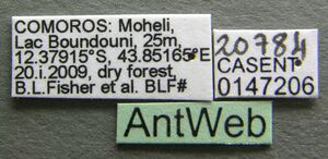 Camponotus maculatus casent0147206 label 1.jpg
