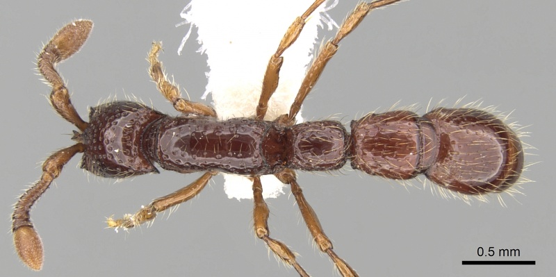 File:Cerapachys neotropicus casent0281979 d 1 high.jpg