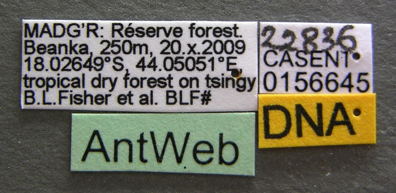 File:Crematogaster maina casent0156645 l 1 high.jpg