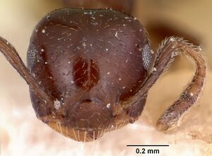 Crematogaster rasoherinae brunneola casent0101845 head 1.jpg