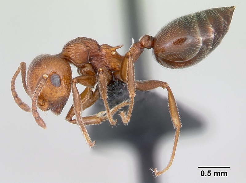 File:Crematogaster schmidti casent0080810 profile 1.jpg