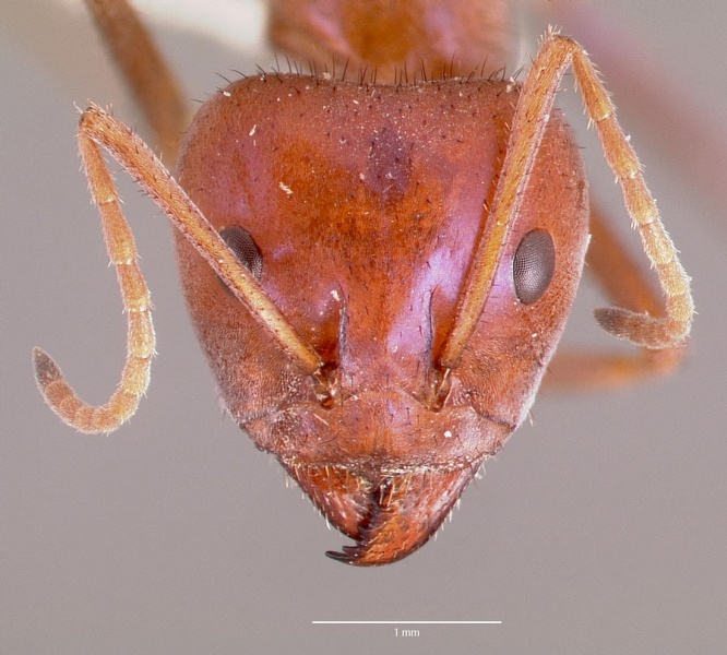 File:Iridomyrmex purpureus casent0006108 head 1.jpg