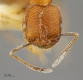 MCZ-ENT00520272 Solenopsis sp1 hefjpg.jpg