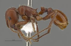 MCZ-ENT00674265 Pogonomyrmex wheeleri hal.jpg