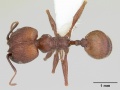 Pheidole jelskii casent0178031 dorsal 1.jpg