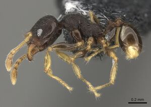 Pheidole kava casent0183943 p 1 high.jpg