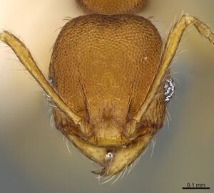 Pheidole natalie CASENT0628197 h.jpg