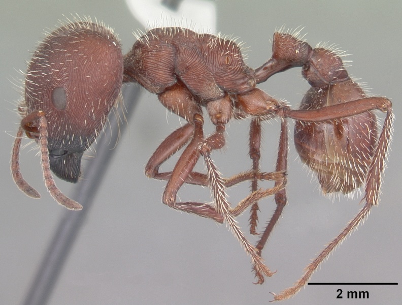 File:Pogonomyrmex badius casent0104424 profile 1.jpg