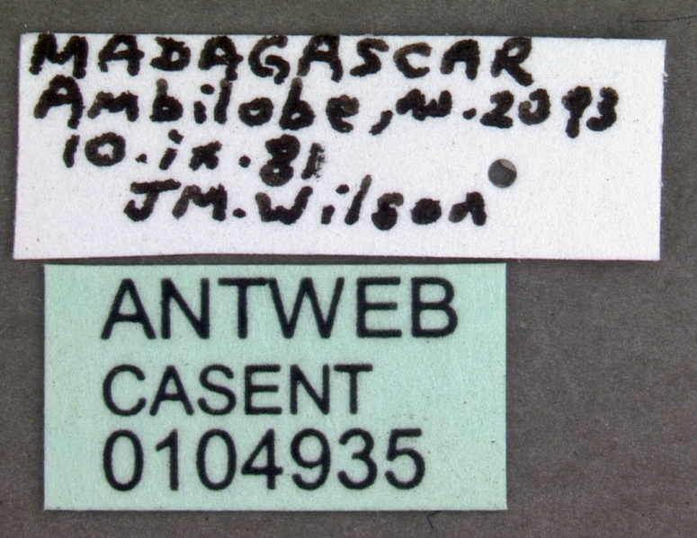 File:Solenopsis geminata casent0104935 label 1.jpg