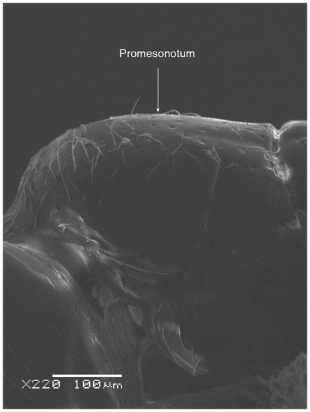 File:Solenopsis sumara Fig 44.jpg