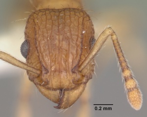 Tetramorium bicarinatum casent0102404 head 1.jpg