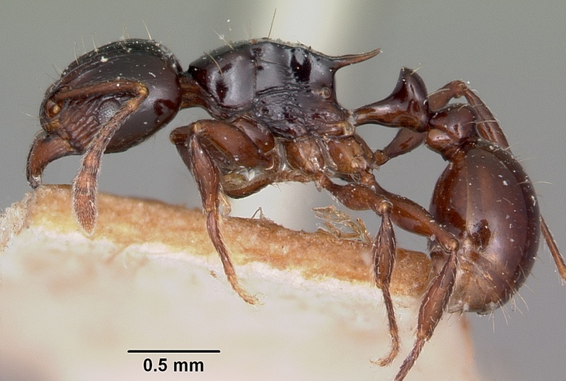 File:Tetramorium marginatum casent0101287 profile 1.jpg