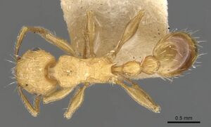 Tetramorium melanogyna casent0901079 d 1 high.jpg