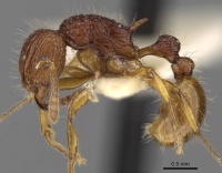 Tetramorium pilosum casent0280881 p 1 high.jpg