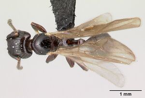 Tetramorium silvicola casent0499729 d 1 high.jpg