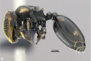 Brandao-et-al-2014-5Cephalotes-specularisMW1.jpg