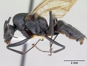 Camponotus bayeri casent0178249 profile 1.jpg