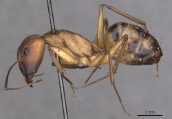 Camponotus importunus casent0910058 p 1 high.jpg