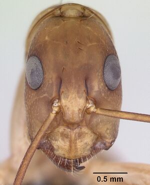 Camponotus maculatus casent0063127 head 1.jpg