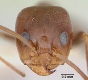 Dorymyrmex paiute casent0103441 head 1.jpg