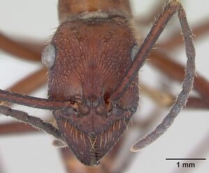 Ectatomma opaciventre casent0173377 head 1.jpg