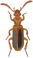 Helluomorphoides praeustus bicolor