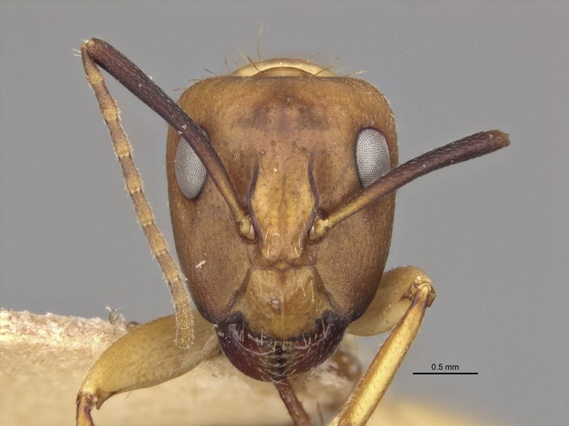 File:MCZ-21493 Camponotus incensus major head.jpg