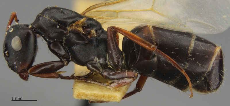 File:MCZ-ENT00674784 Camponotus mina queen hal.jpg