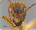 MCZ ENT Camponotus DR sp1 hef.jpg