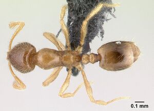 Monomorium sechellense casent0149322 dorsal 1.jpg