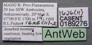 Nesomyrmex madecassus casent0189276 label 1.jpg