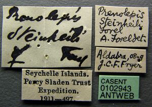 Paratrechina steinheili casent0102943 label 1.jpg