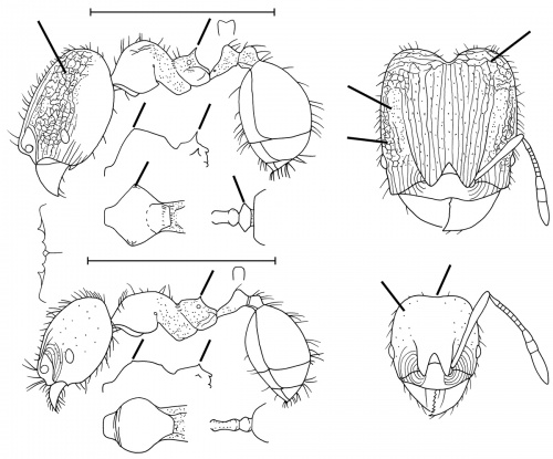 Pheidole infernalis Wilson 2003.jpg