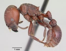 Pogonomyrmex lobatus casent0103259 profile 1.jpg