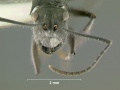 Polyrhachis-pubescensH3.2x.jpg