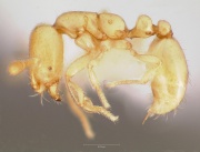 Solenopsis tennesseensis casent0005808 profile 1.jpg