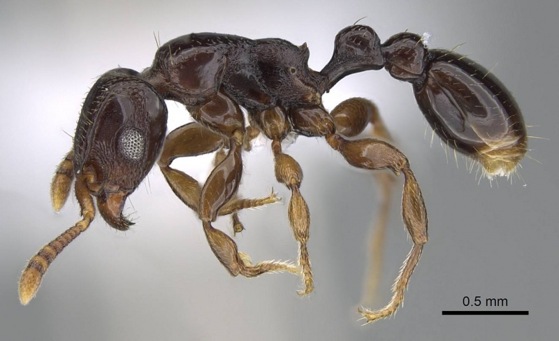 File:Tetramorium venator casent0401714 p 1 high.jpg